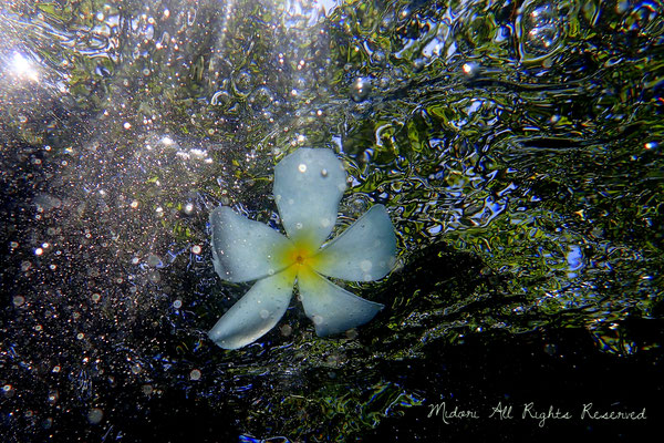 プールにて、漂っているプルメリアの花は、まるでシンクロナイズドスイミングしているみたいでした。