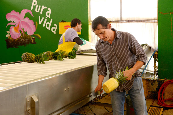 Besuch beim Ananaskönig, Johann Dähler in Costa Rica
