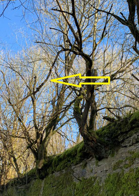 Branche moisie au-dessus du banc de repos