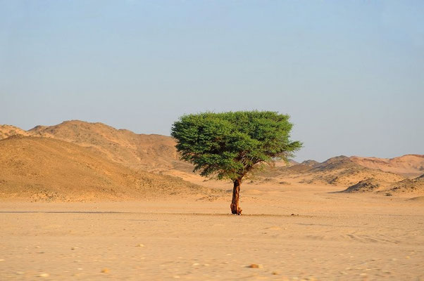 Einsamer Baum in der Wüste