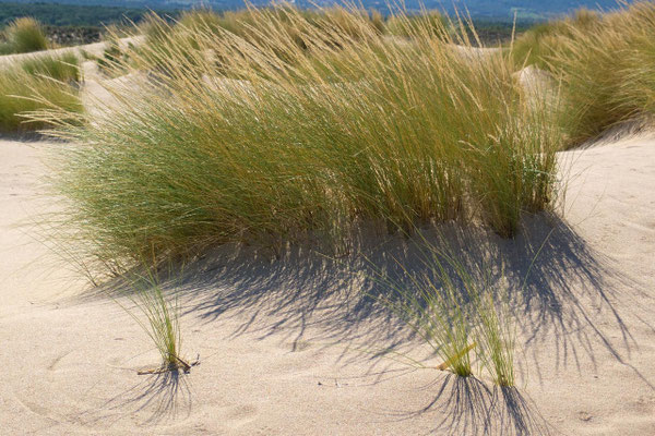 Le Dune