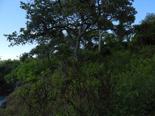 Sumba land for sale