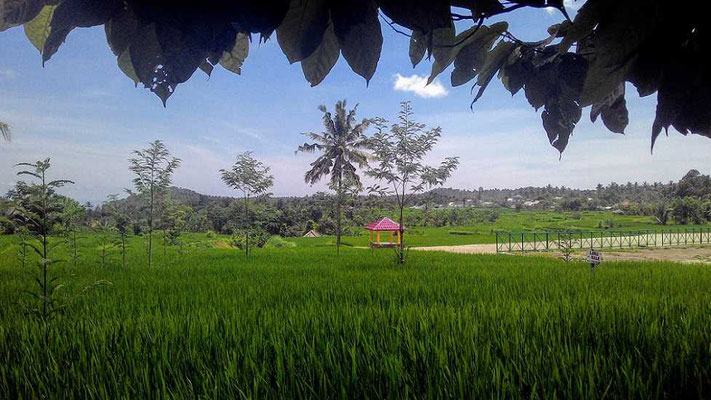North Lombok land for sale