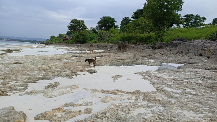 West Sumba land for sale