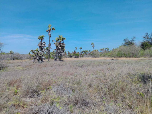 East Sumba property for sale