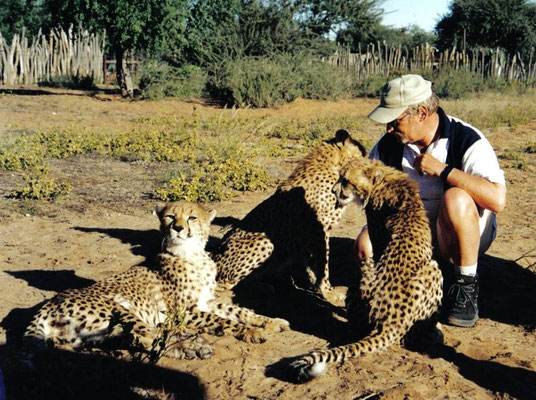 Diese 4 Mt. alte Cheetahs wurden als kleine Baybies vom Buschfeuer gerettet ohne Mutter. Sie wurden aufgezogen in der Harnas Farm wo Sie in einem riesigen Wildgehe ans Jagen gewöhnt werden um Sie im Nationalpark auszuwildern. Harnas Farm, Namibia