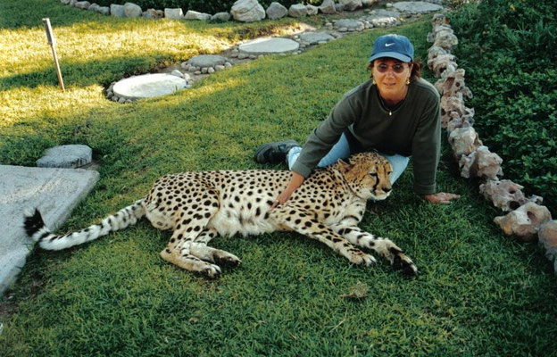11 jährige Cheetah wurde nach Verletzungen gepflegt und kann nicht mehr ausgewildert werden. Gehört nun zum Inventer des Hauses. Harnas Farm, Namibia