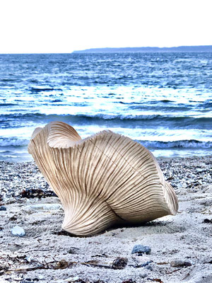#25/60 | Bergahorn, Sycamore maple, ø 50 cm  L 35 cm