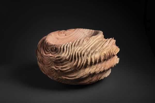 #21/47 | Mammutbaum, Giant sequoia, ø 57 cm  H 27 cm