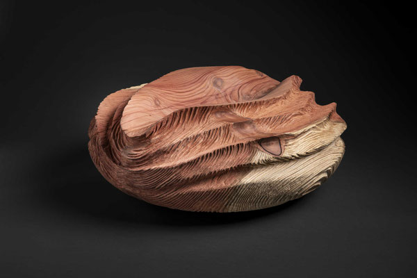 #23/41 | Mammutbaum, Giant sequoia, ø 65 cm  H 26 cm