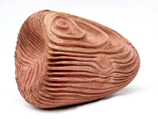 #23/48 | Mammutbaum, Giant sequoia, ø 35 cm  L 50 cm