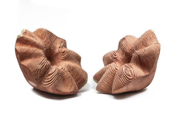 #25/36 + # 25/42 | Mammutbaum, Giant sequoia, each ø 61 cm  H 33 cm