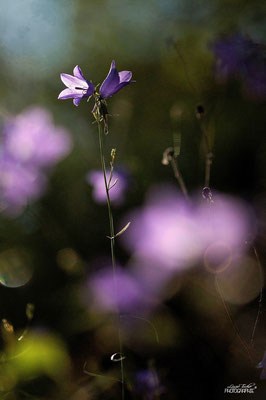 Campanules en sous bois