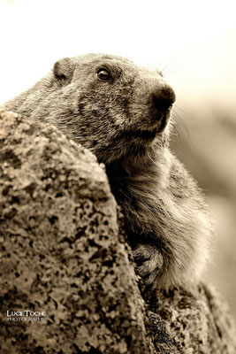 Marmotte, Massif des Ecrins