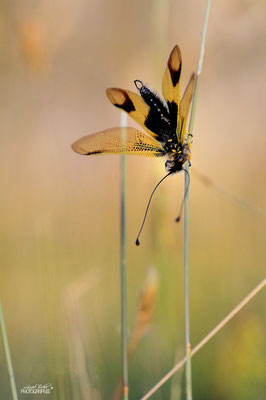 Ascalaphe aux premières lueurs