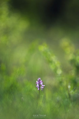 Orchis bouffon