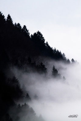La forêt, engloutie par les nappes vaporeuses de brouillard...