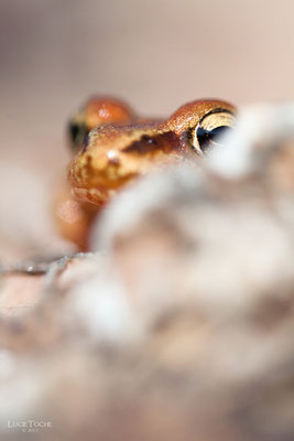 Cache cache avec une Grenouille Agile (Rana dalmatina)