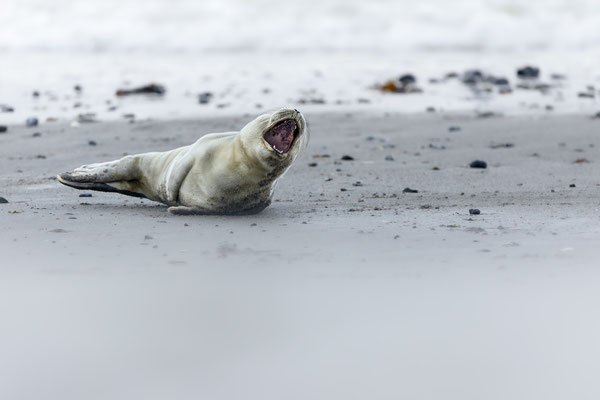 Seehund / Harbor seal (Phoca vitulina) | 09-2021 | Helgoland, Germany