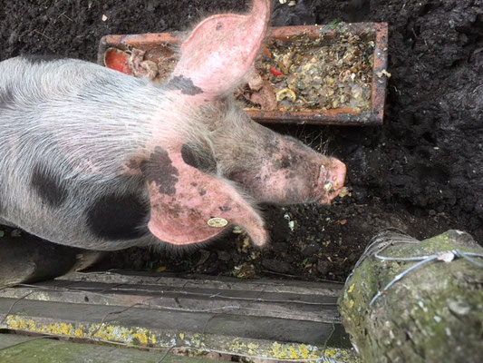 Schwein beim Fressen zusehen