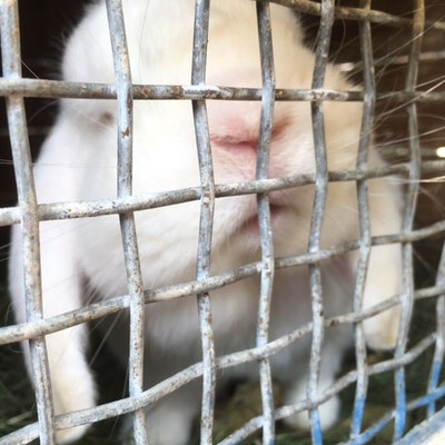 Hasen und Kaninchen können gestreichelt werden