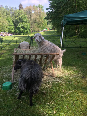 Tiere zum angucken und streicheln