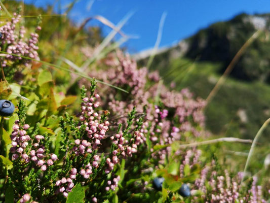 Blaubeersträuche: Sommerurlaub im Zillertal - Ferienwohnung Zillertal Haus Margret