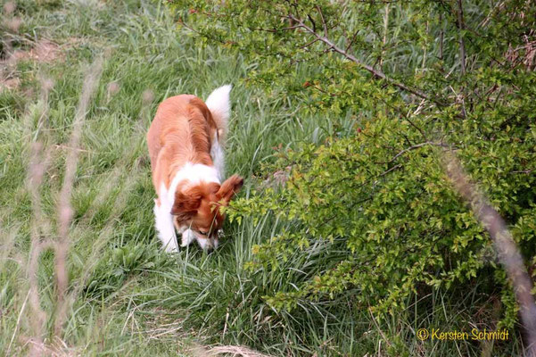 Baila vom Poppenbütteler Berg