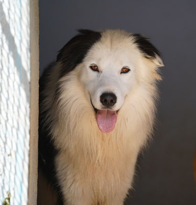Pongo Rüde