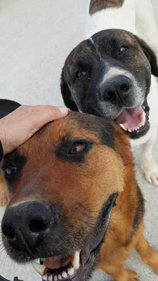 Ada und Wolf 