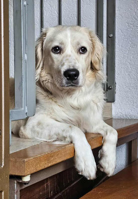 Tobia Rüde