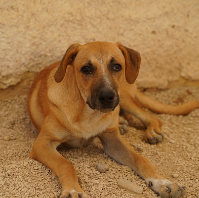Felipe Rüde