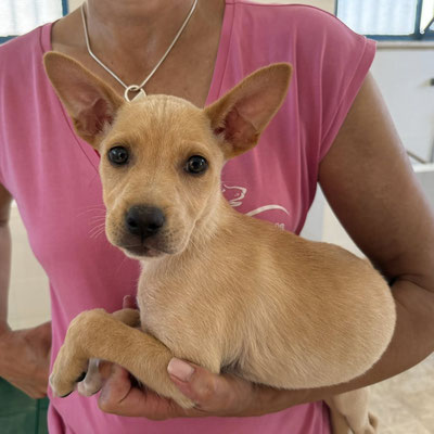 Lulu Hündin