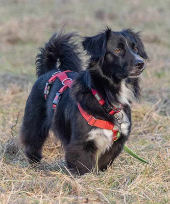 Pepper Rüde