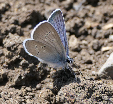 Argus bleu nacré (Lysandra coridon)