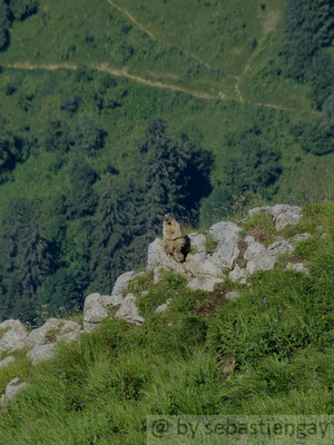 Marmotte à la Tournette