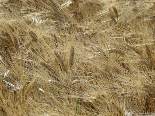 Épis de blé (Plateau de Valensole)