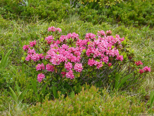 Rhododendron sauvage
