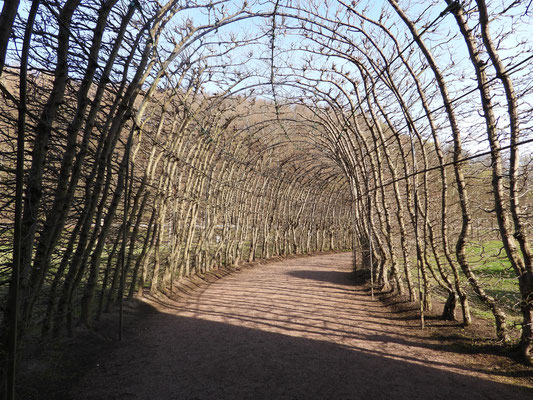 Der lebende Tunnel aus Bäumen.