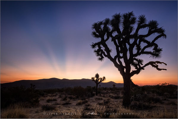 Joshua Tree NP, Kalifornien! Skurrile Joshua Trees und bizarre Felsen prägen diese einzigartige Wüstenlandschaft