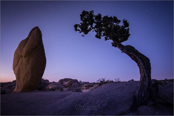Joshua Tree NP, Kalifornien! Skurrile Joshua Trees und bizarre Felsen prägen diese einzigartige Wüstenlandschaft.