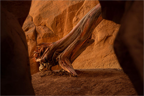 Devil's Garden nahe Escalante in Utah! Ein verstecktes Juwel mit bizarren Hoodoos und Felsformationen. Märchenhafte Landschaft abseits der Massen!