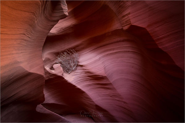 Upper und Lower Antelope Canyon in Utah & Arizona! Atemberaubende Slot Canyons, geformt durch Wasser und Wind. Ein Farbenspiel im Fels!