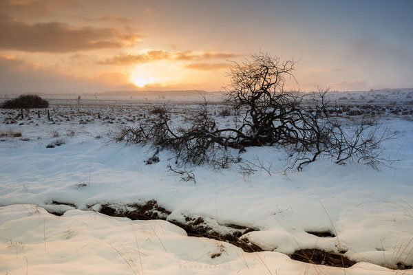 Erlebe die magische Winterlandschaft des Hohen Venns in Belgien! Ein Foto von Oliver Jerneizig zeigt die unberührte Schönheit dieser einzigartigen Region.