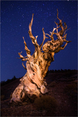 Bristlecone Pine Forest, Kalifornien: Uralte Bäume trotzen Wind und Wetter. Ein beeindruckendes Landschaftsfoto, das die Widerstandsfähigkeit der Natur zeigt