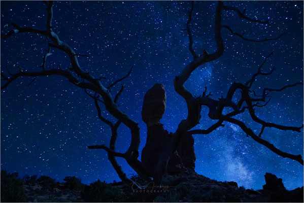 Bristlecone Pine Forest, Kalifornien: Uralte Bäume trotzen Wind und Wetter. Ein beeindruckendes Landschaftsfoto, das die Widerstandsfähigkeit der Natur zeigt