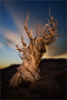 Bristlecone Pine Forest, Kalifornien: Uralte Bäume trotzen Wind und Wetter. Ein beeindruckendes Landschaftsfoto, das die Widerstandsfähigkeit der Natur zeigt