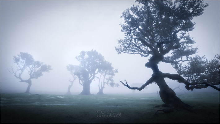 Der Fanal-Wald auf Madeira im Nebel ist ein magischer Ort. Die alten Lorbeerbäume, umhüllt von mystischem Nebel, schaffen eine zauberhafte und geheimnisvolle Atmosphäre.