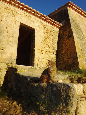 Câline, au soleil couchant,  devant la chapelle