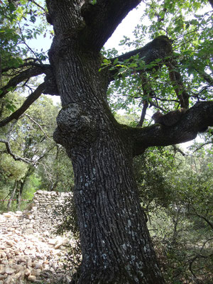 Câline, le "chat de chantier" de Luberon Patrimoine en embuscade sur une branche de chêne séculaire